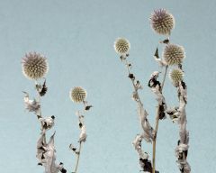 Tapeta Nature Flowers 280.jpg